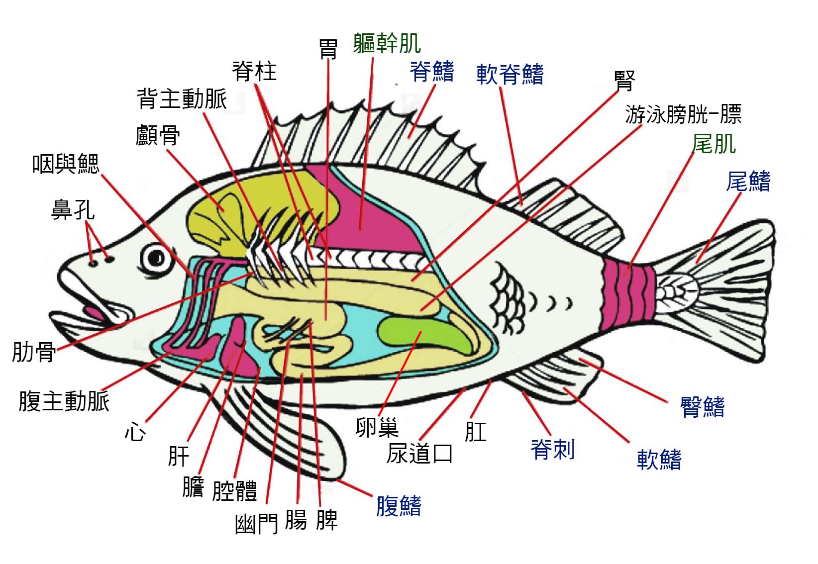 热带西太平洋帆蜥鱼胃含物组成分析