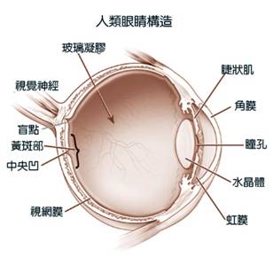 眼睛構造02.jpg