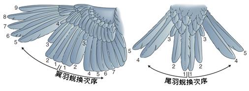 4-41A