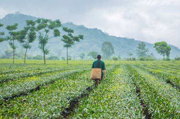 Agro-SustainableTea-Vietnam-2018.jpg