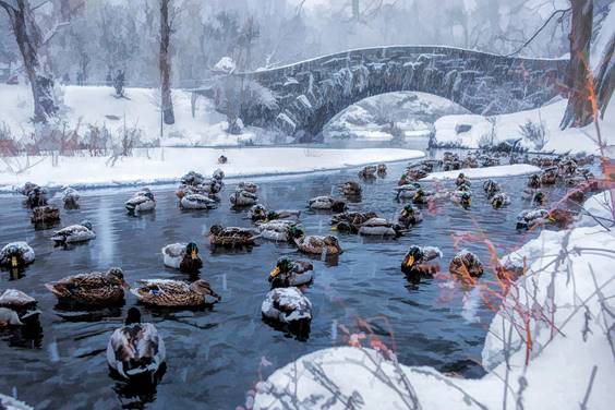 001new-york-city-central-park-winter-ducks-christopher-arndt.jpg