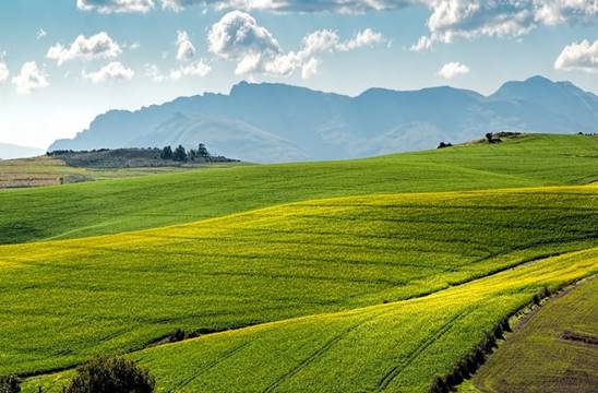 canola-fields-1911392_960_720-759x500
