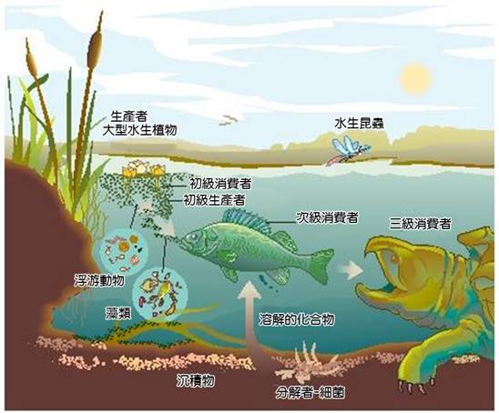 BG-15河湖食物鏈.jpg
