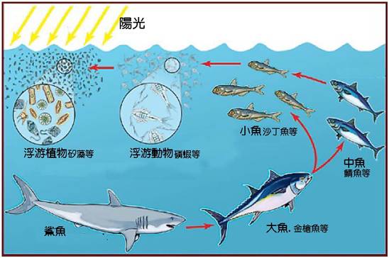 海洋食物鏈-1.jpg