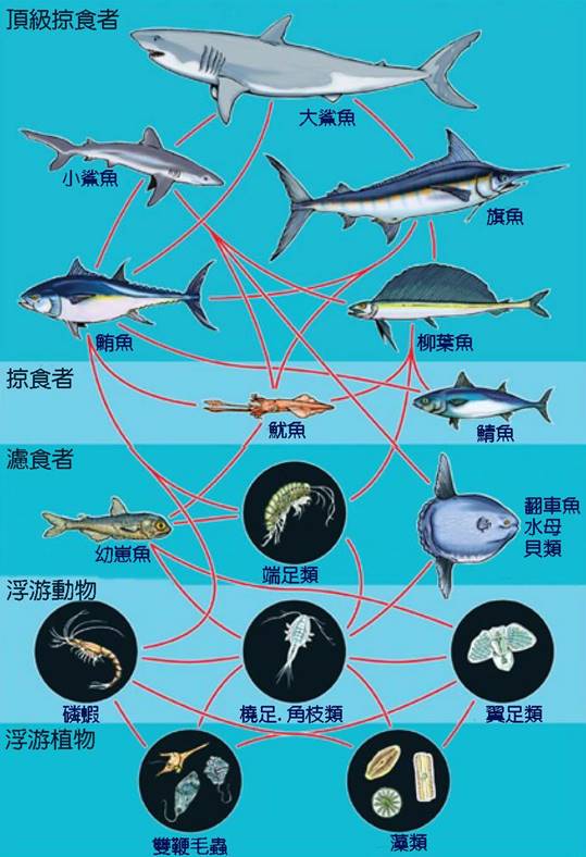 海洋食物鏈-2.jpg