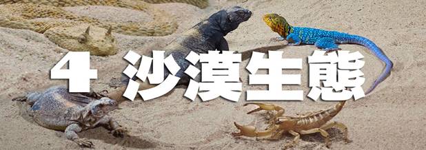 沙漠生物-4.jpg