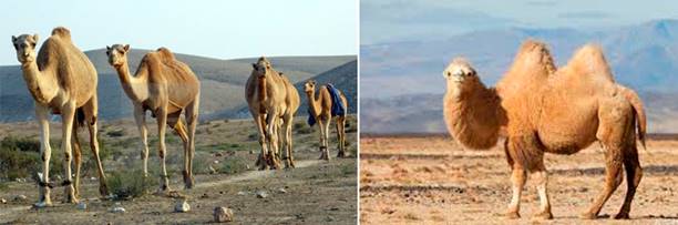 單峰駱駝.jpg