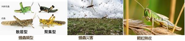 沙漠蝗蟲.jpg