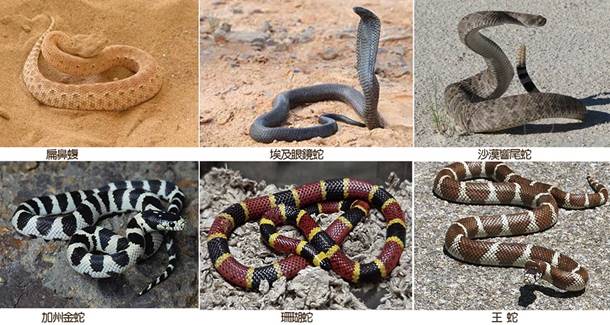 沙漠蛇.jpg
