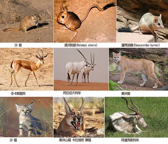 沙漠哺乳類.jpg