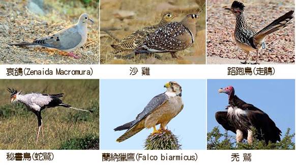 沙漠鳥類.jpg