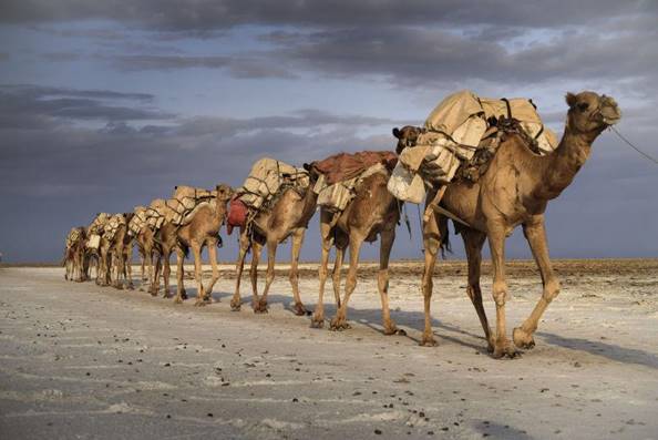 駱駝隊.jpg