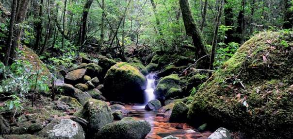 BT-Elfin forest精靈森林.jpg