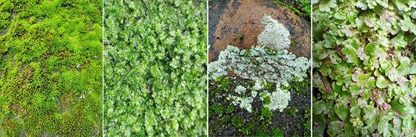 BT-地衣與苔蘚 地錢.jpg