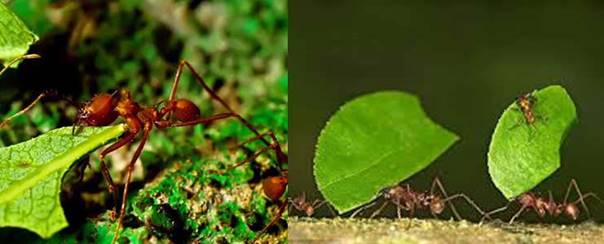 BT-熱帶林螞蟻