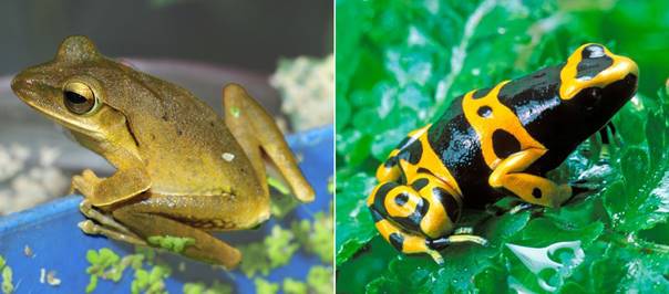 BT-樹蛙+箭毒蛙.jpg