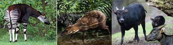 BT-Okapi霍加狓-雪佛蘭鹿-侏儒水牛