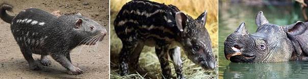 BT-豚鼠-馬來貘-犀牛