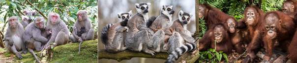 BT-台灣獼猴-狐猴-紅毛猩猩