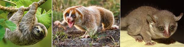 BT-樹懶-懶猴-灌木迷你猴