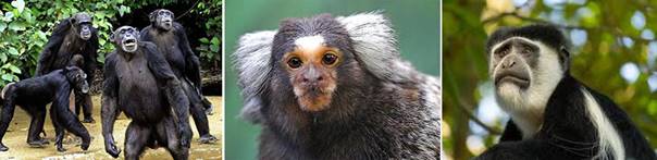 BT-黑猩猩-絨猴-黑白疣猴