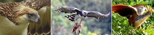 BT-菲律賓隼-食猴鷹-麝雉