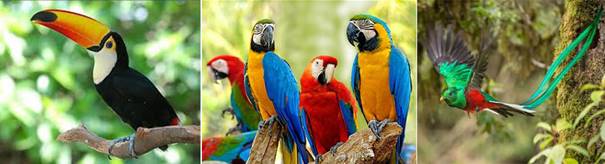 BT-犀鳥-金剛鸚鵡-魁札爾鳥