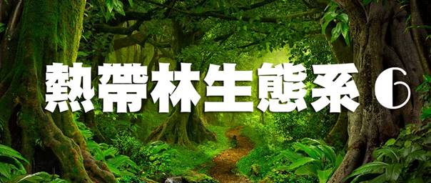 熱帶林cover-6.jpg