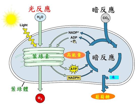 B-光合作用.jpg