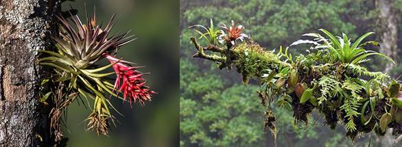 BT0-附生植物Epiphytes