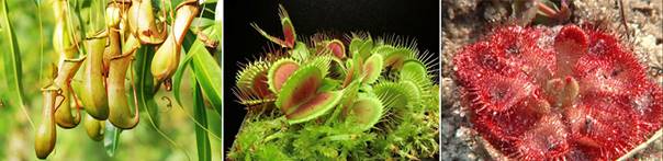 BT0-食蟲植物-豬籠草-毛氈苔-捕蠅草