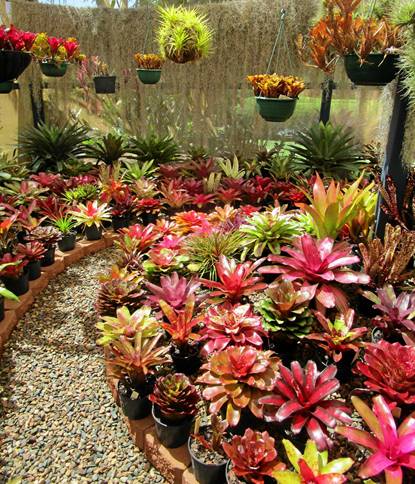 BT-鳳梨科植物Bromeliads