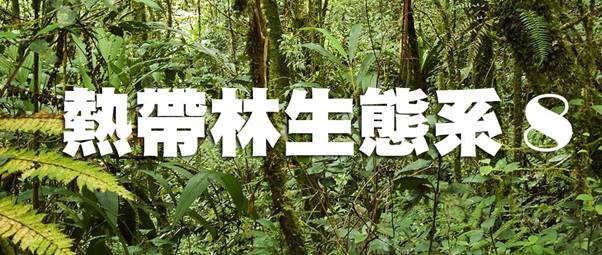 熱帶林cover8.jpg