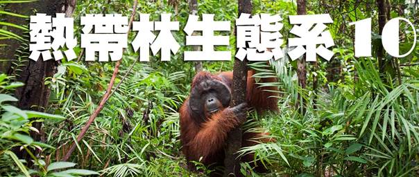 熱帶林cover10.jpg