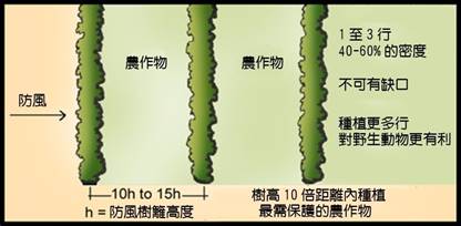 4.4防風林效果.jpg