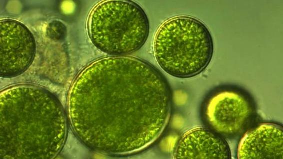 Algaealgae-cells.jpg